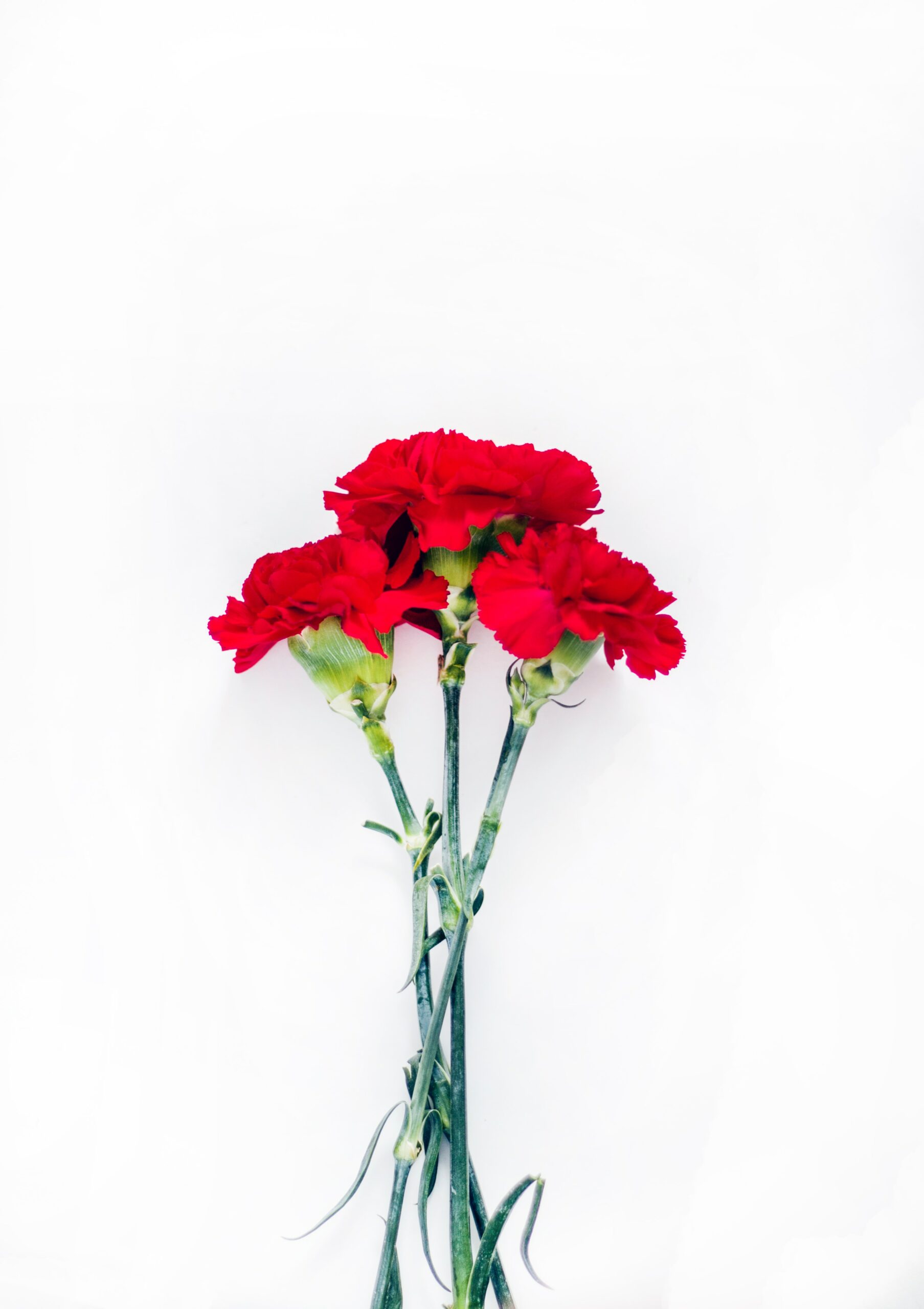 National Carnation Day - Facts About Carnations and History of the Day