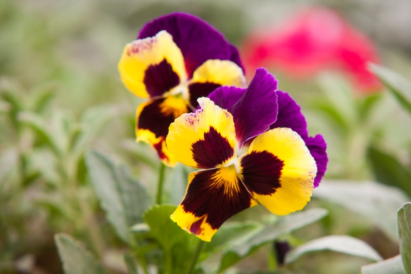 Image of Leafy greens companion plant for Pansies