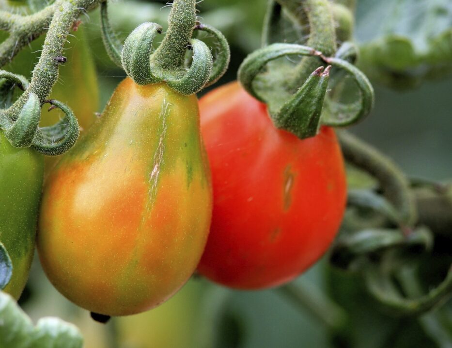Tomato plants at our fruit & veggie nursery in Dayton OH